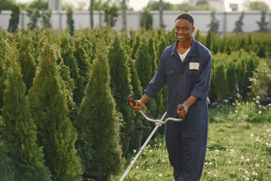 Plantation d'essences méditerranéennes